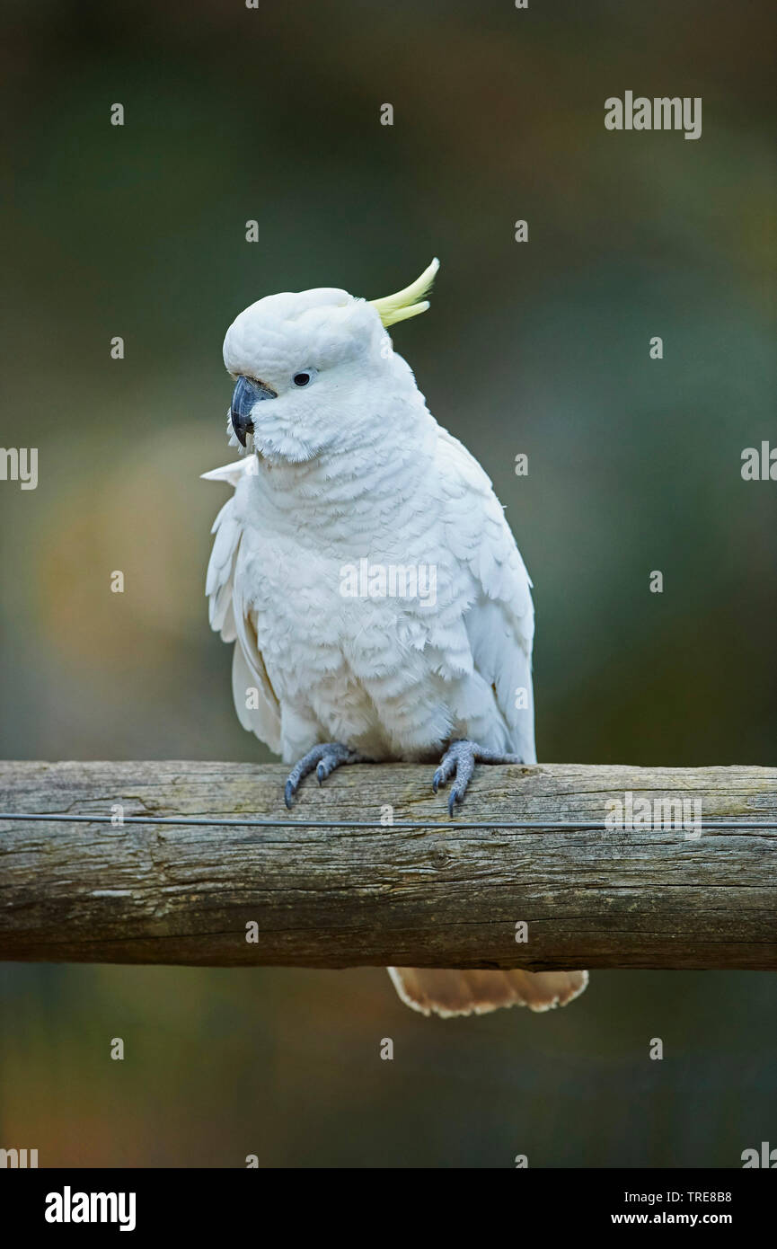 Cacatúa sulfúrea (Cacatua galerita), se asienta sobre una viga, de Australia, Victoria, el Parque Nacional Dandenong Ranges Foto de stock