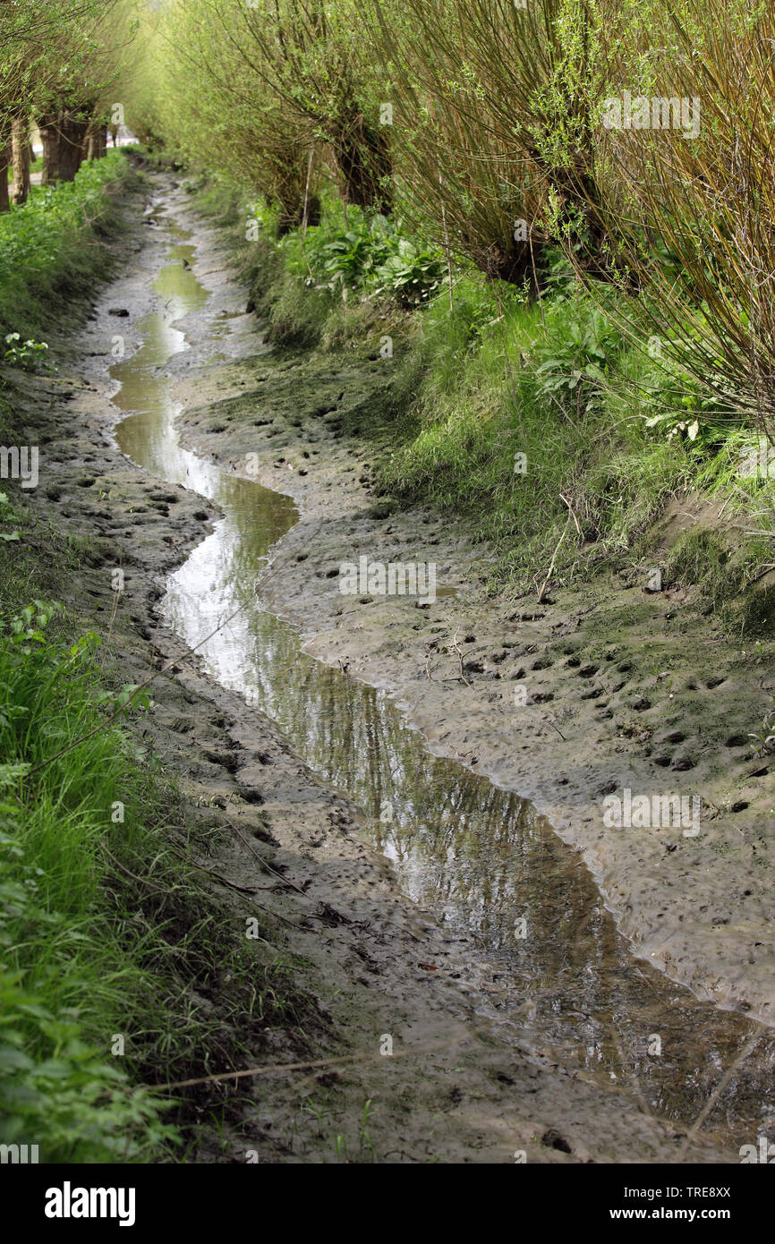 Rhoonse Grienden es la zona de mareas de agua dulce, los Países Bajos, Rhoonse Grienden Foto de stock