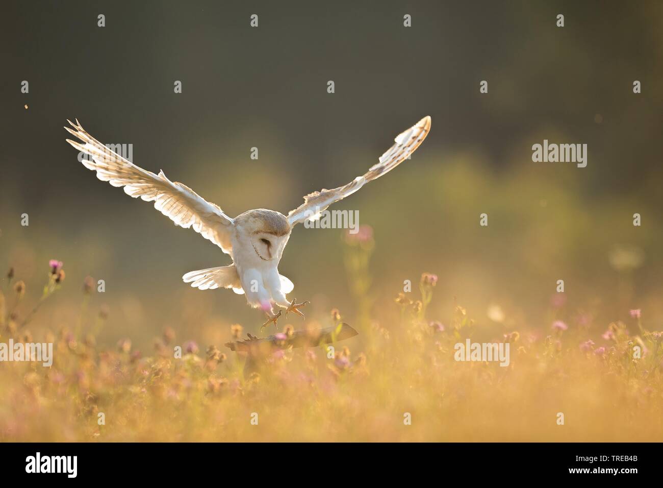 Lechuza de Campanario (Tyto alba), acercándose a una sucursal en un prado florido, República Checa Foto de stock