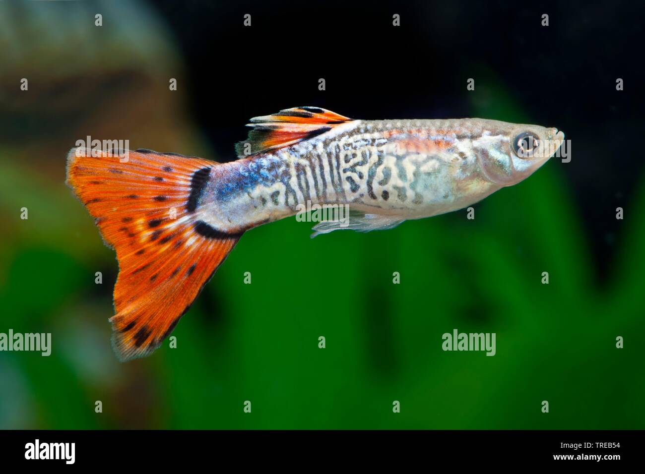 Guppy (Poecilia reticulata, Lebistes reticulatus, Lebistes reticulata), la cría de forma Cobra Rot Foto de stock