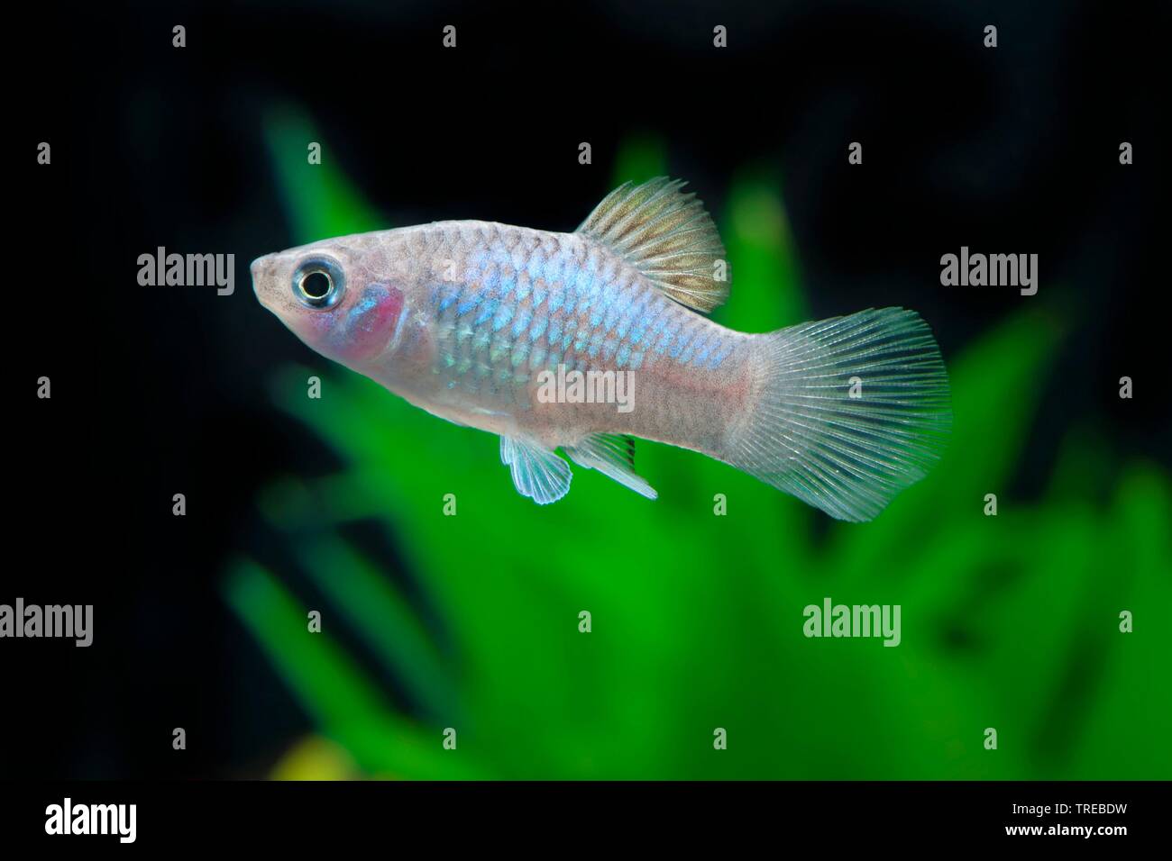 Platyfish meridional (Xiphophorus maculatus), la cría de forma Blau Foto de stock