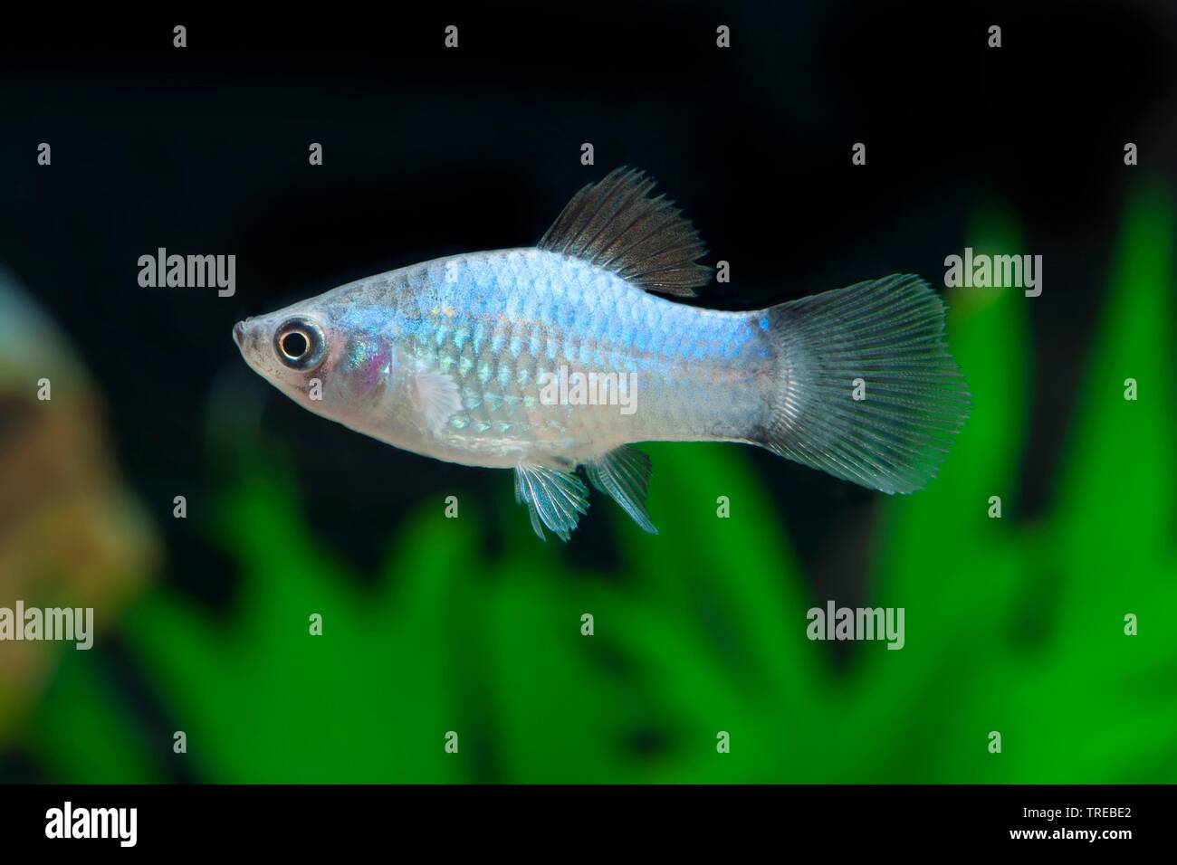 Platyfish meridional (Xiphophorus maculatus), la cría de forma Blau Micky Ratón Foto de stock