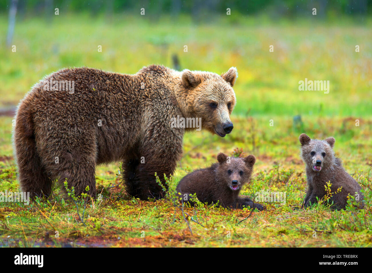 Unión oso pardo (Ursus arctos arctos), brown bearess con dos animales jóvenes en un prado, Finlandia Foto de stock