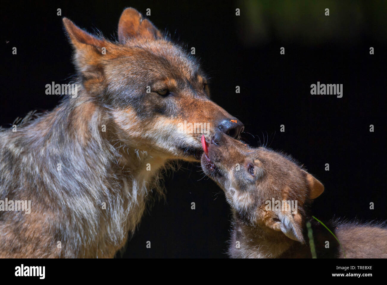 Unión lobo gris (Canis lupus lupus), loba smooching con un cachorro, vista lateral, Finlandia Foto de stock