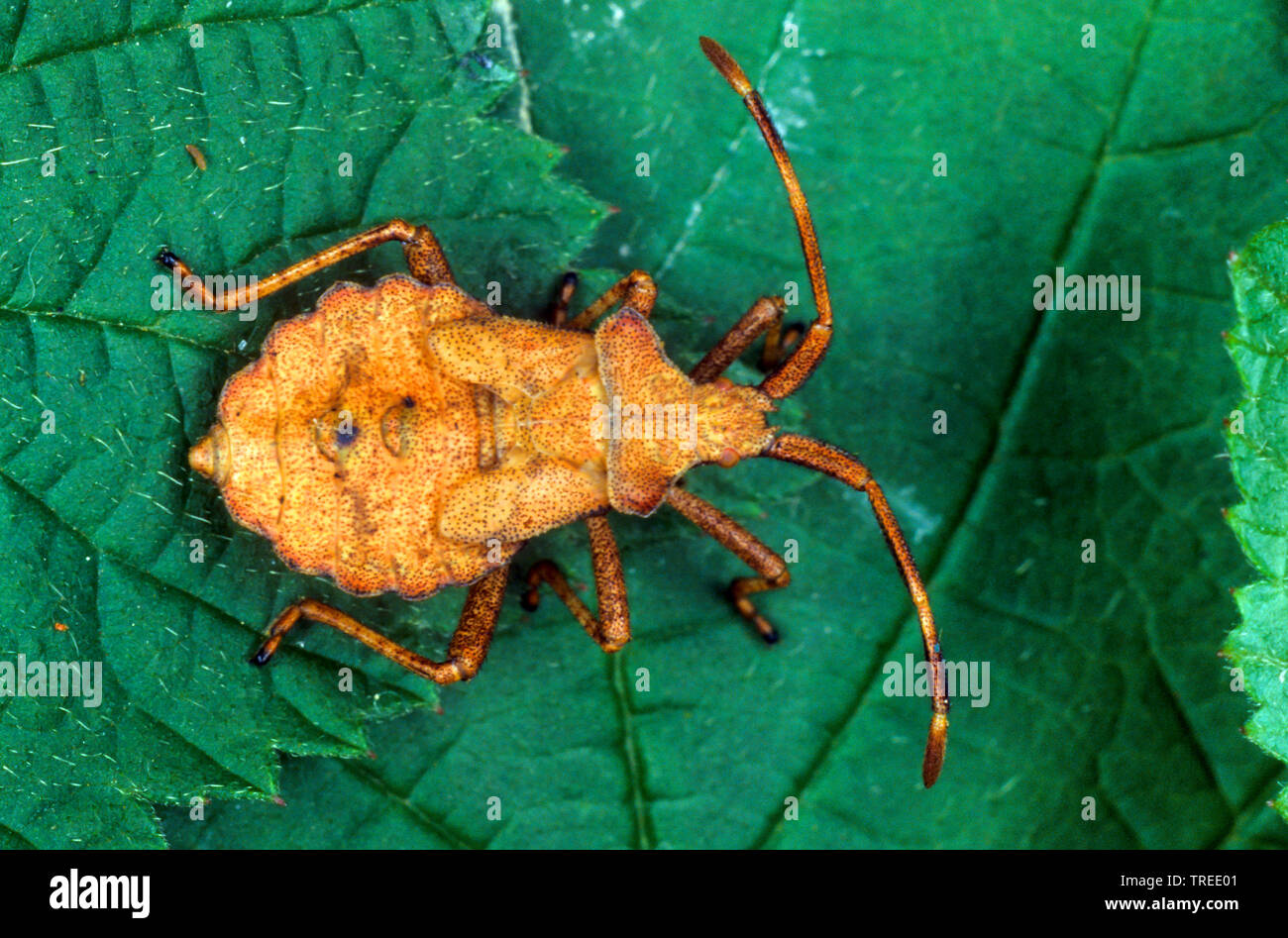 Squash bug (Coreus marginatus, Mesocerus marginatus), ninfa, Alemania Foto de stock