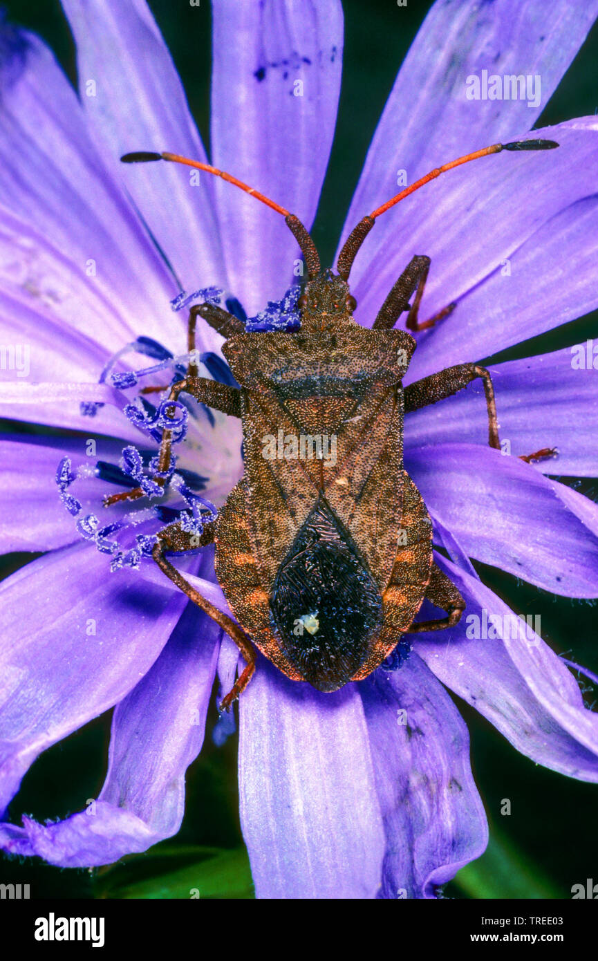 Squash bug (Coreus marginatus, Mesocerus marginatus), sentada sobre una flor, Alemania Foto de stock