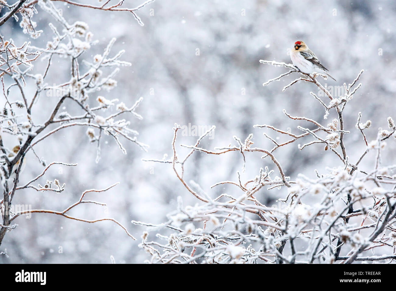 Arctic redpoll, redpoll canosos (Carduelis hornemanni Acanthis hornemanni hornemanni, hornemanni), sentado en una rama, Groenlandia Foto de stock