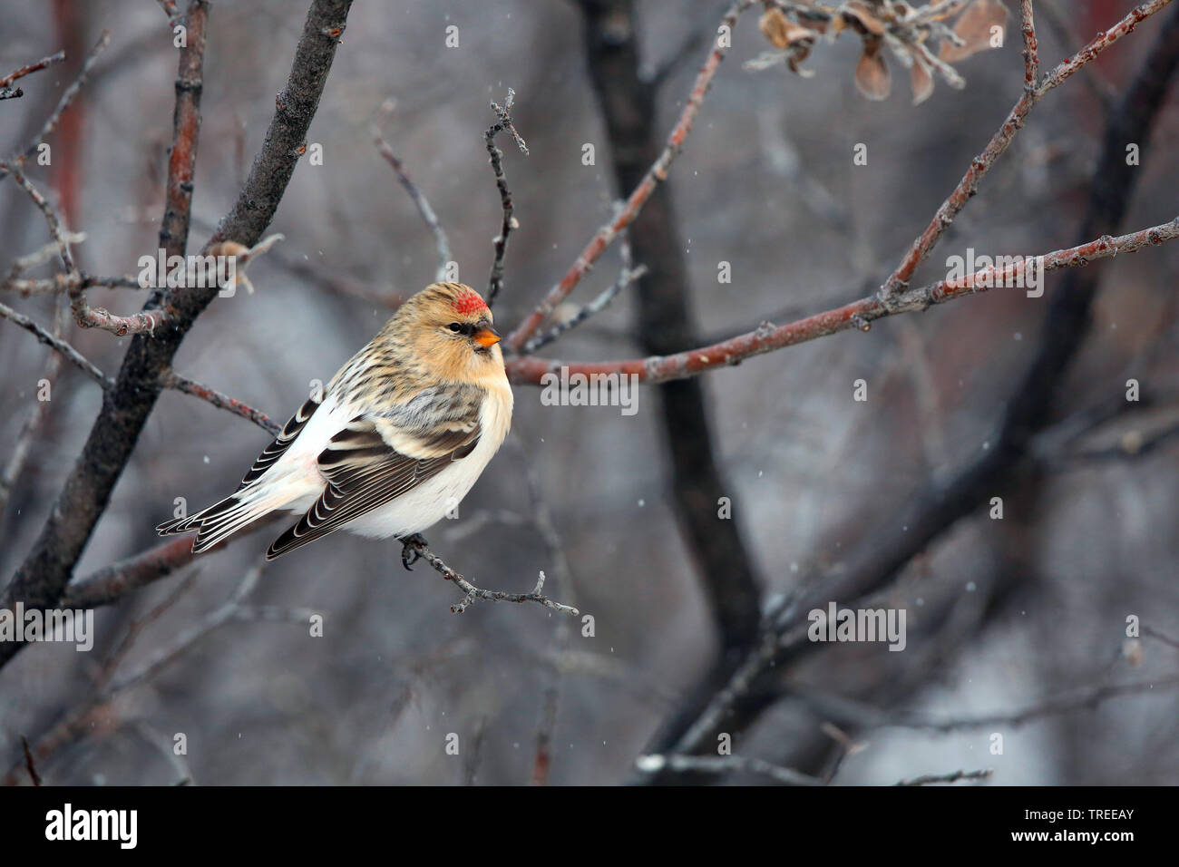 Arctic redpoll, redpoll canosos (Carduelis hornemanni Acanthis hornemanni hornemanni, hornemanni), sentado en una rama, Groenlandia Foto de stock