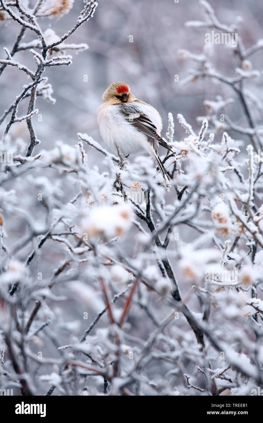 Arctic redpoll, redpoll canosos (Carduelis hornemanni Acanthis hornemanni hornemanni, hornemanni), sentado en una rama, Groenlandia Foto de stock