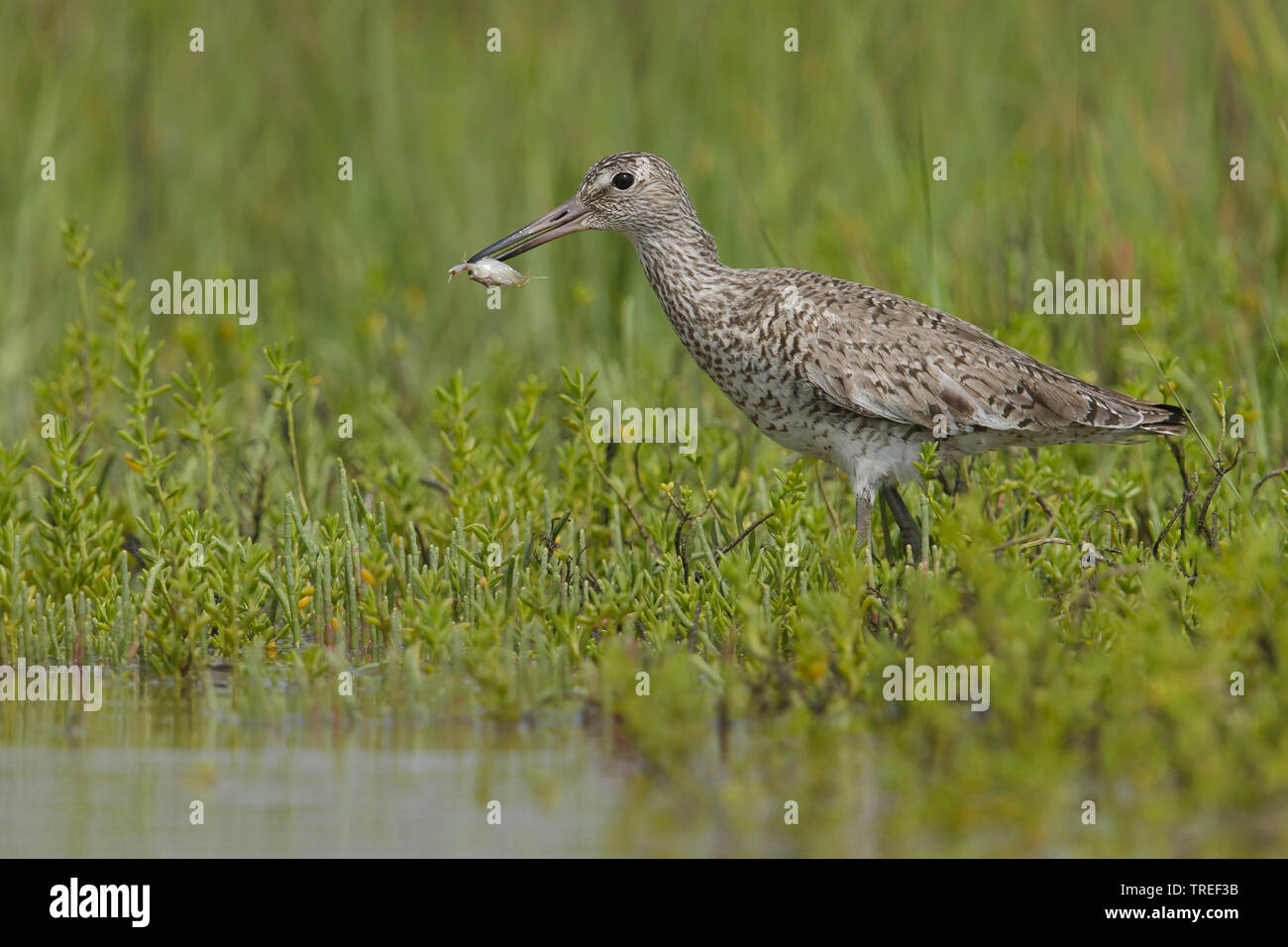 Willet (Catoptrophorus semipalmatus, Tringa semipalmata), por el lado de agua con cangrejo capturados en el pico, EE.UU., Texas Foto de stock