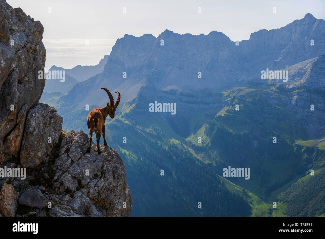 Alpina (Capra ibex, Capra ibex ibex), de pie en un escarpado en la parte delantera de las cimas de las montañas y mirando hacia abajo, Austria, Tirol, montañas Karwendel Foto de stock