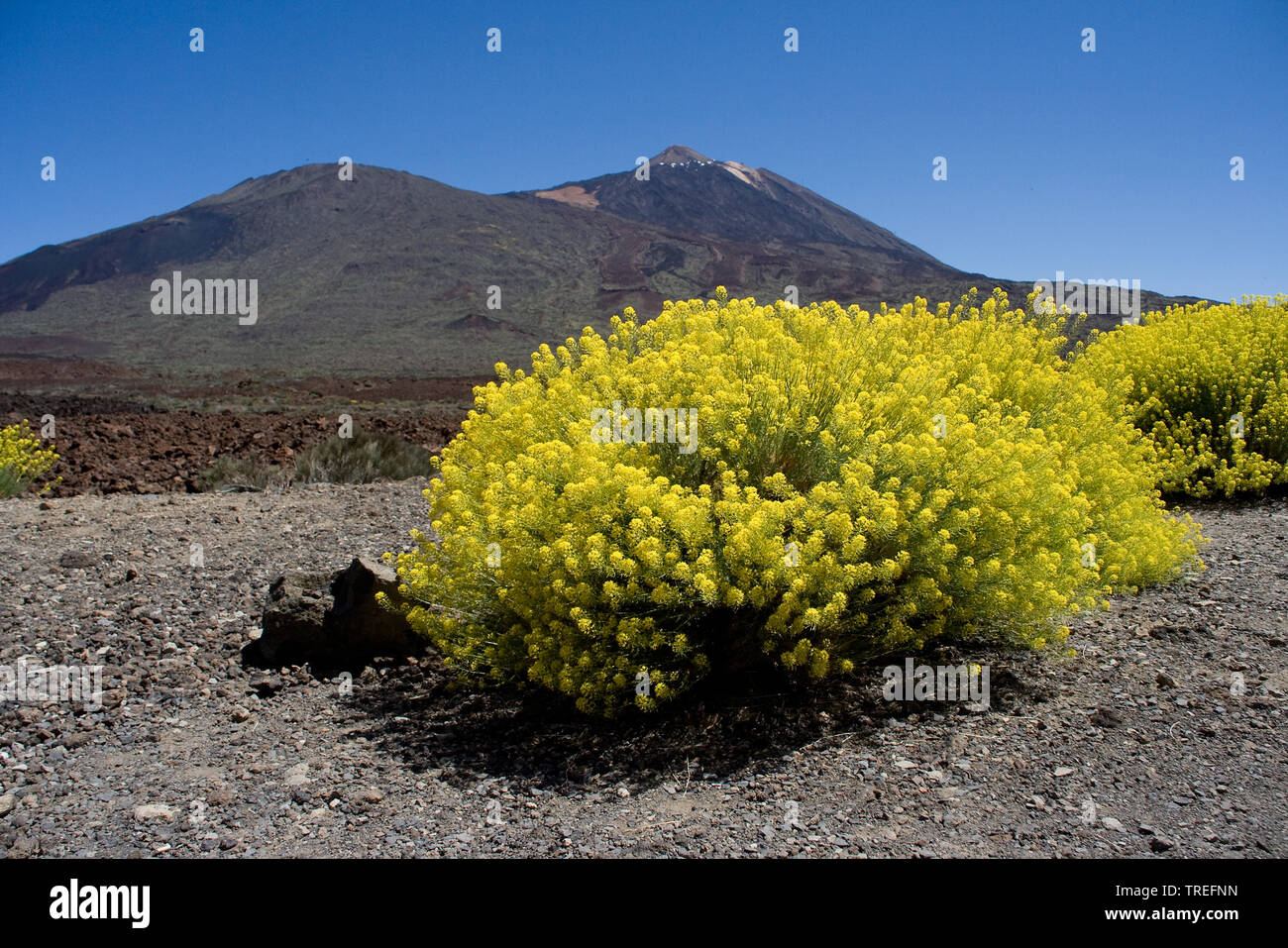 Volcán del Teide, en Tenerife, Islas Canarias, Tenerife, Parque Nacional del Teide Foto de stock