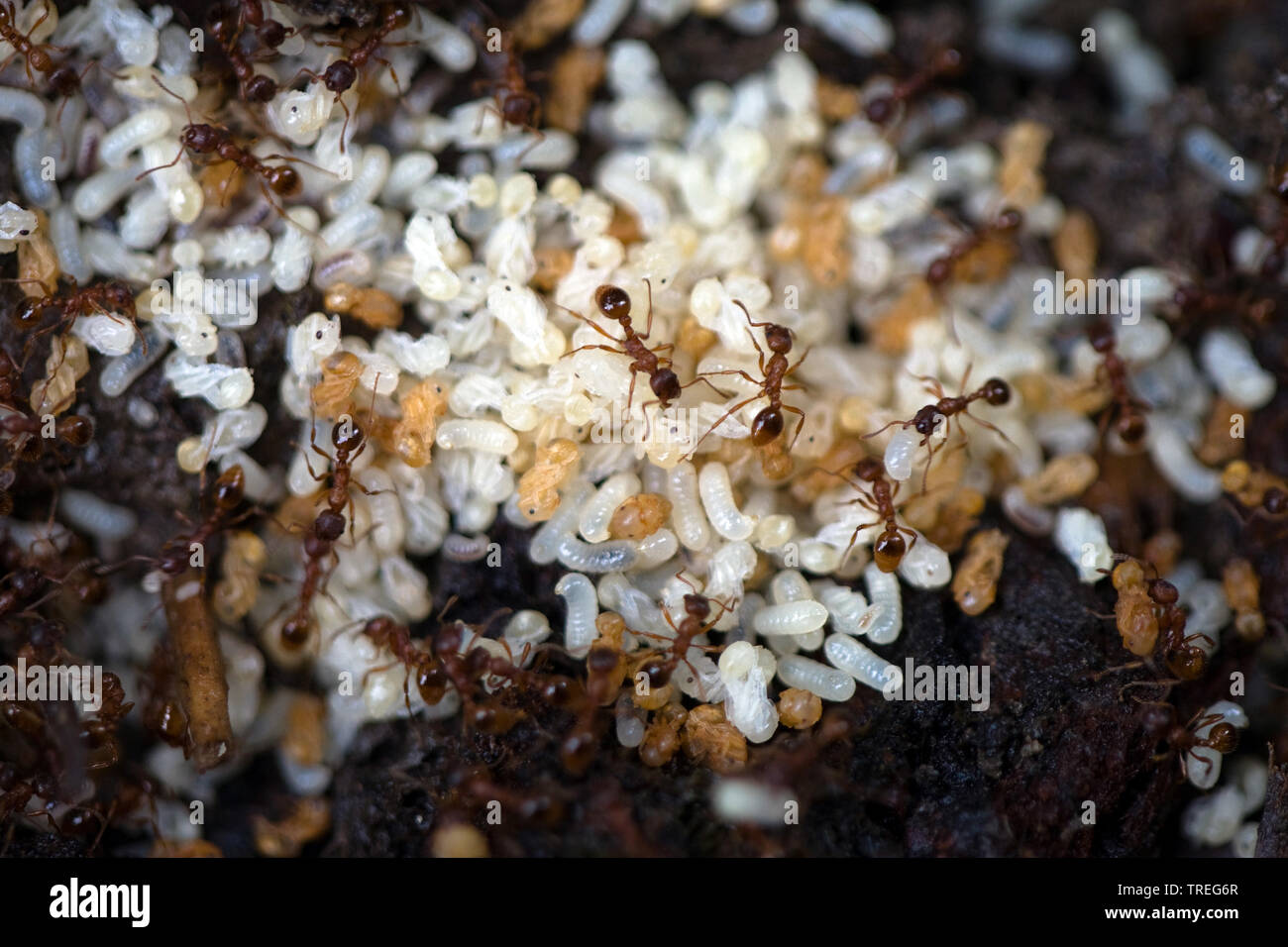 Ant nido con huevos y imagos, Alemania Foto de stock