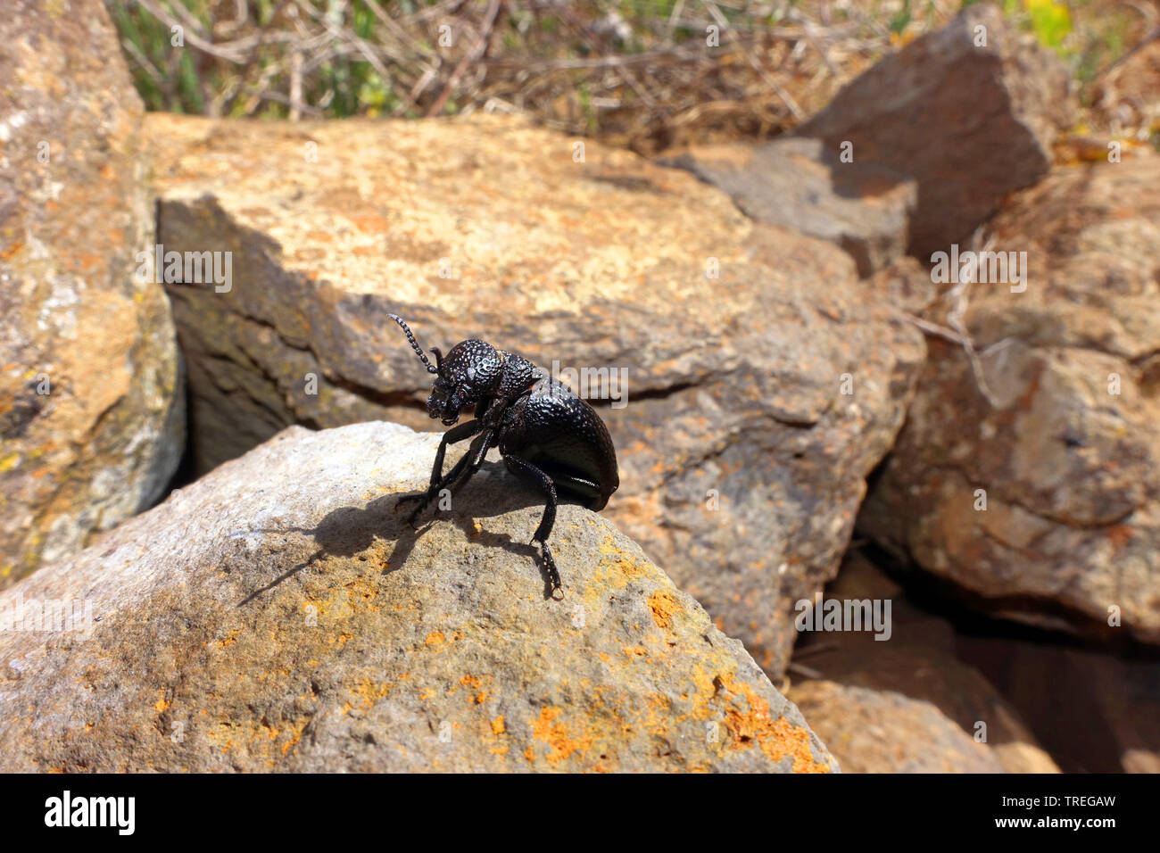 Escarabajo negro sobre una roca, de las Islas Canarias, La Palma, Las Tricias Foto de stock