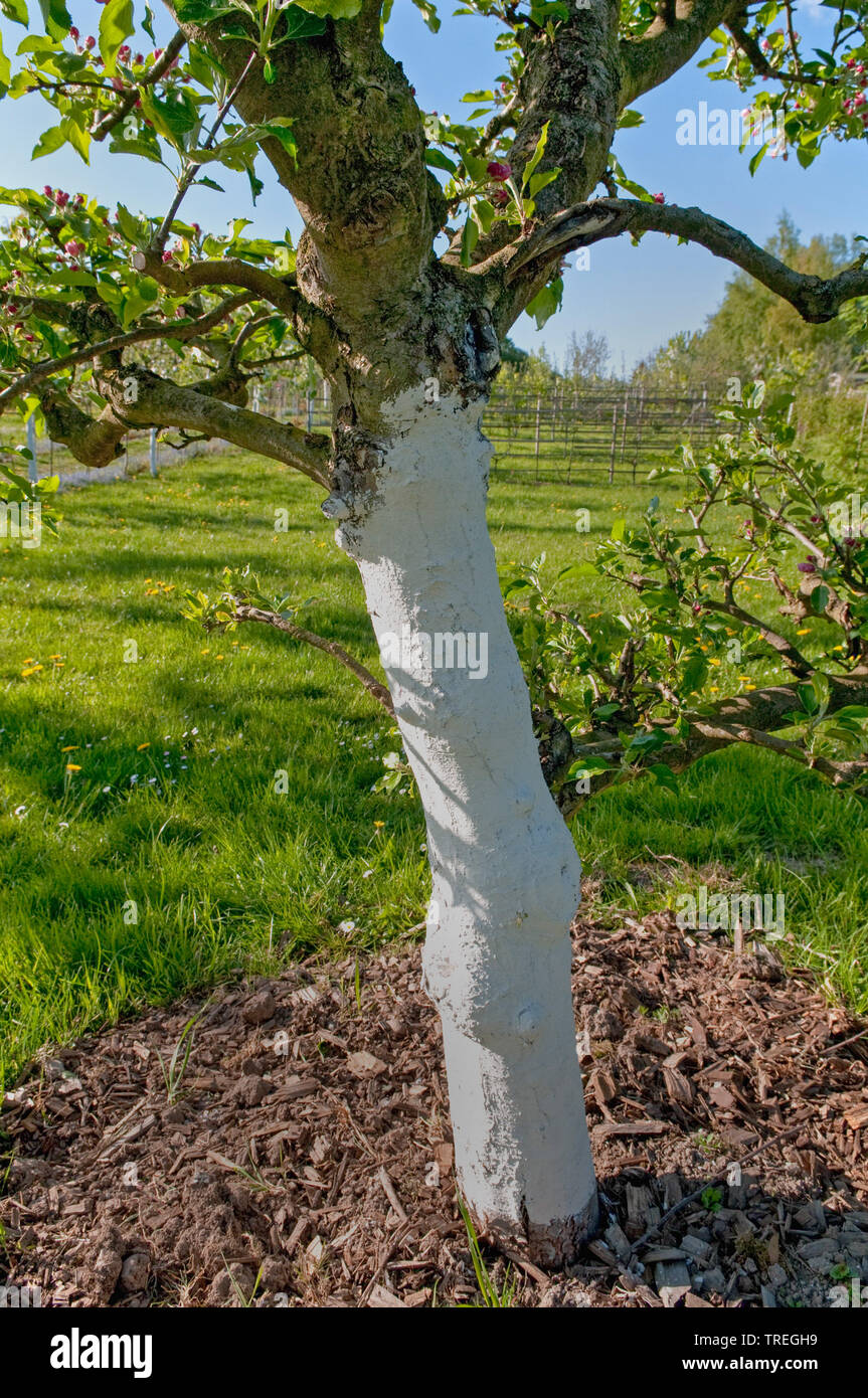 Manzano (Malus domestica), pintado de blanco el tronco de un árbol de manzanas, Alemania Foto de stock