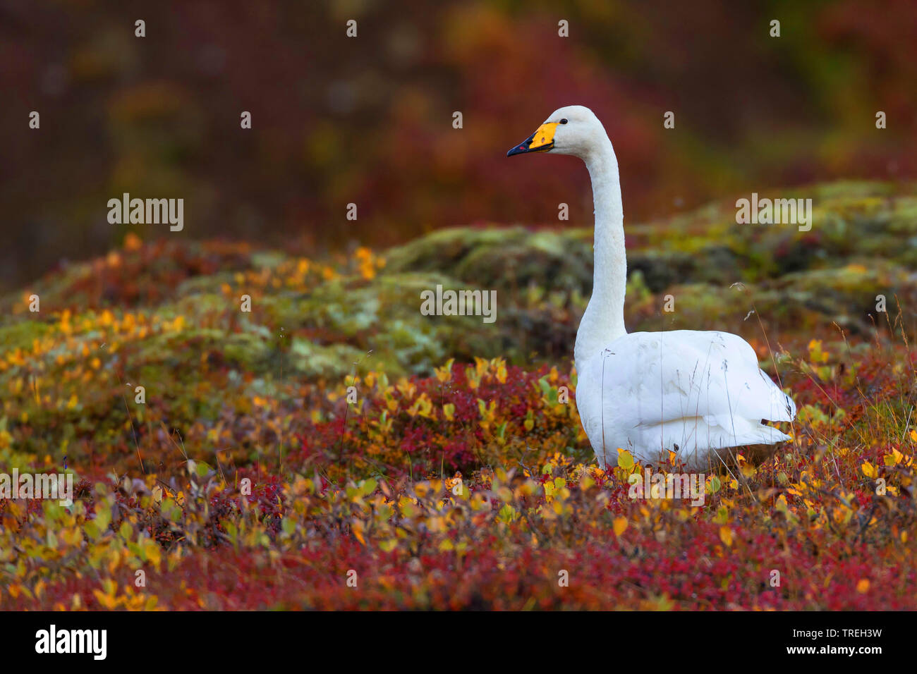 Cisnes En La Naturaleza Fotos e Imágenes de stock Alamy