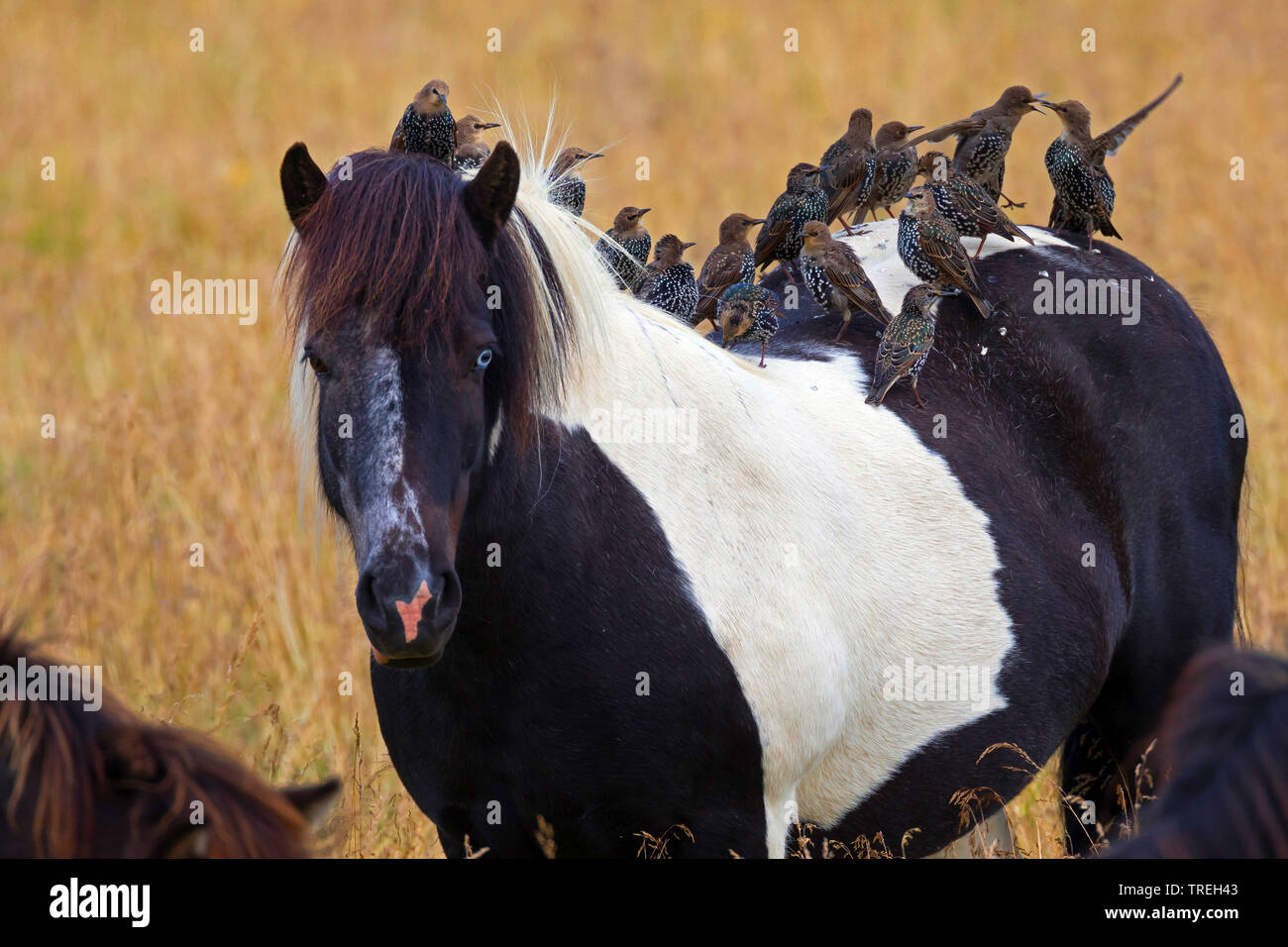 Estornino Pinto (Sturnus vulgaris), donde se posan las tropas sobre un caballo islandés, Islandia Foto de stock