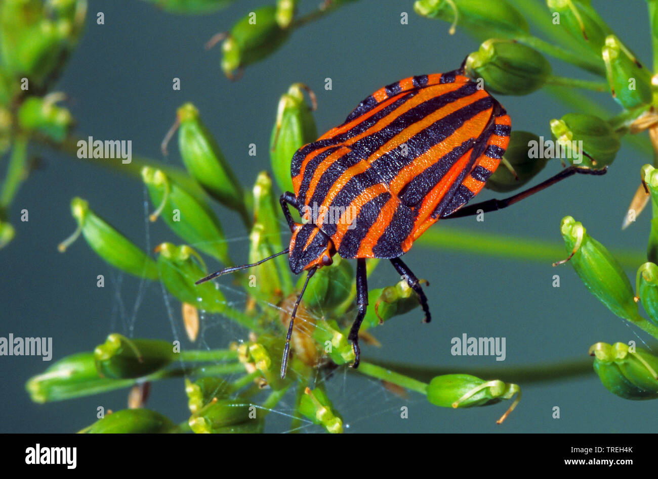 Italiano, Striped-Bug juglar Bug (Graphosoma lineatum, Graphosoma italicum), en la fructificación umbellifer, Alemania Foto de stock