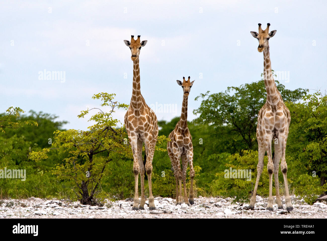 Jirafa angoleña, humeantes jirafa (Giraffa camelopardalis angolensis), tres jirafas , Namibia Foto de stock