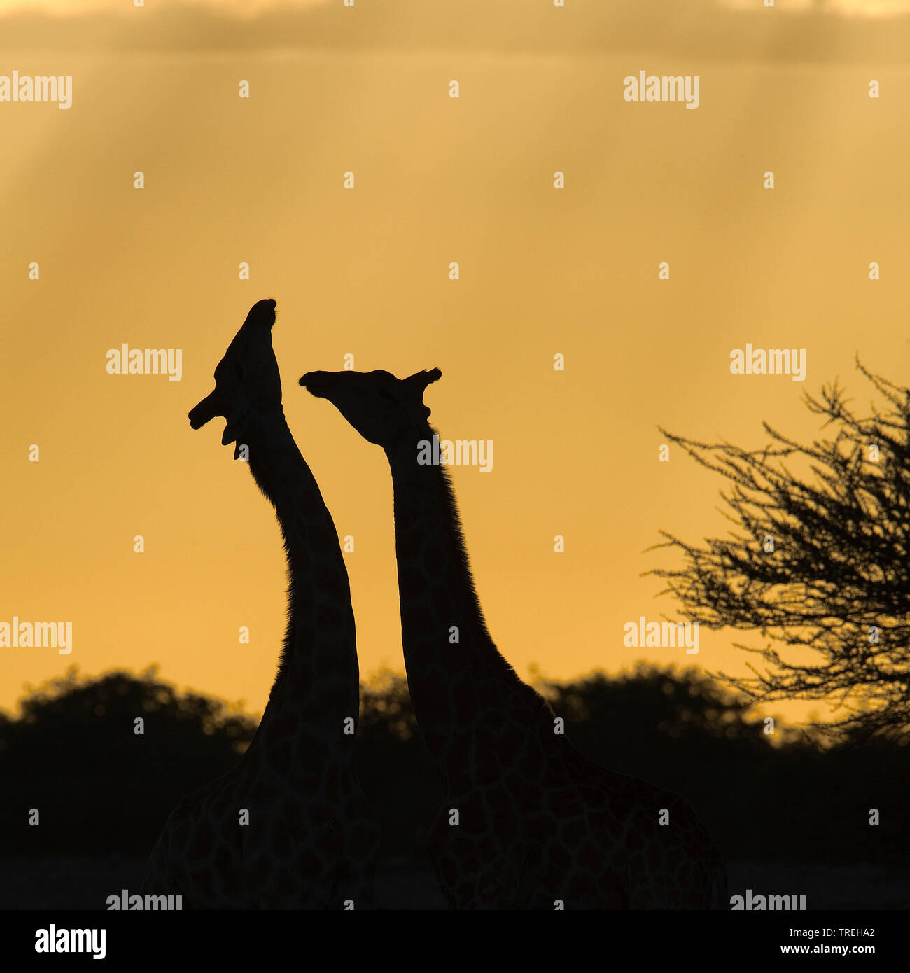 Jirafa angoleña, humeantes jirafa (Giraffa camelopardalis angolensis), dos jirafas en Namibia, retroiluminación Foto de stock