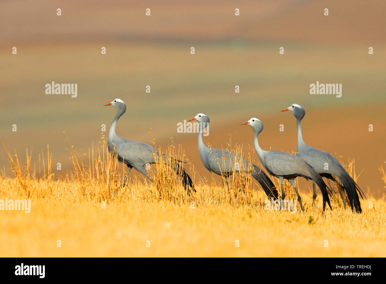 Stanley crane, Blue Crane (Anthropoides paradisea), grupo en los prados, Sudáfrica, Overberg Foto de stock