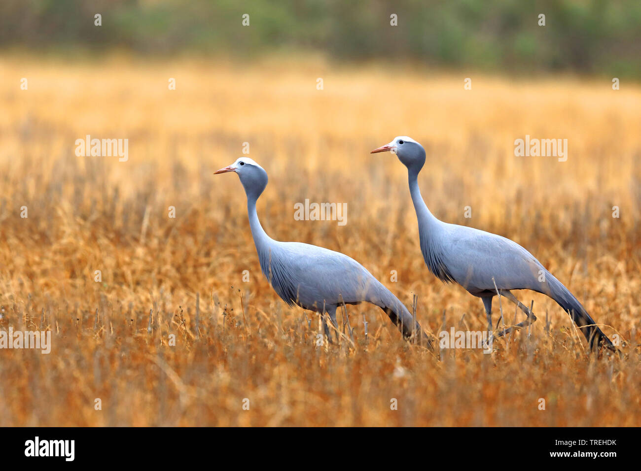 Stanley crane, Blue Crane (Anthropoides paradisea), grupo de campo, Sudáfrica, Overberg Foto de stock