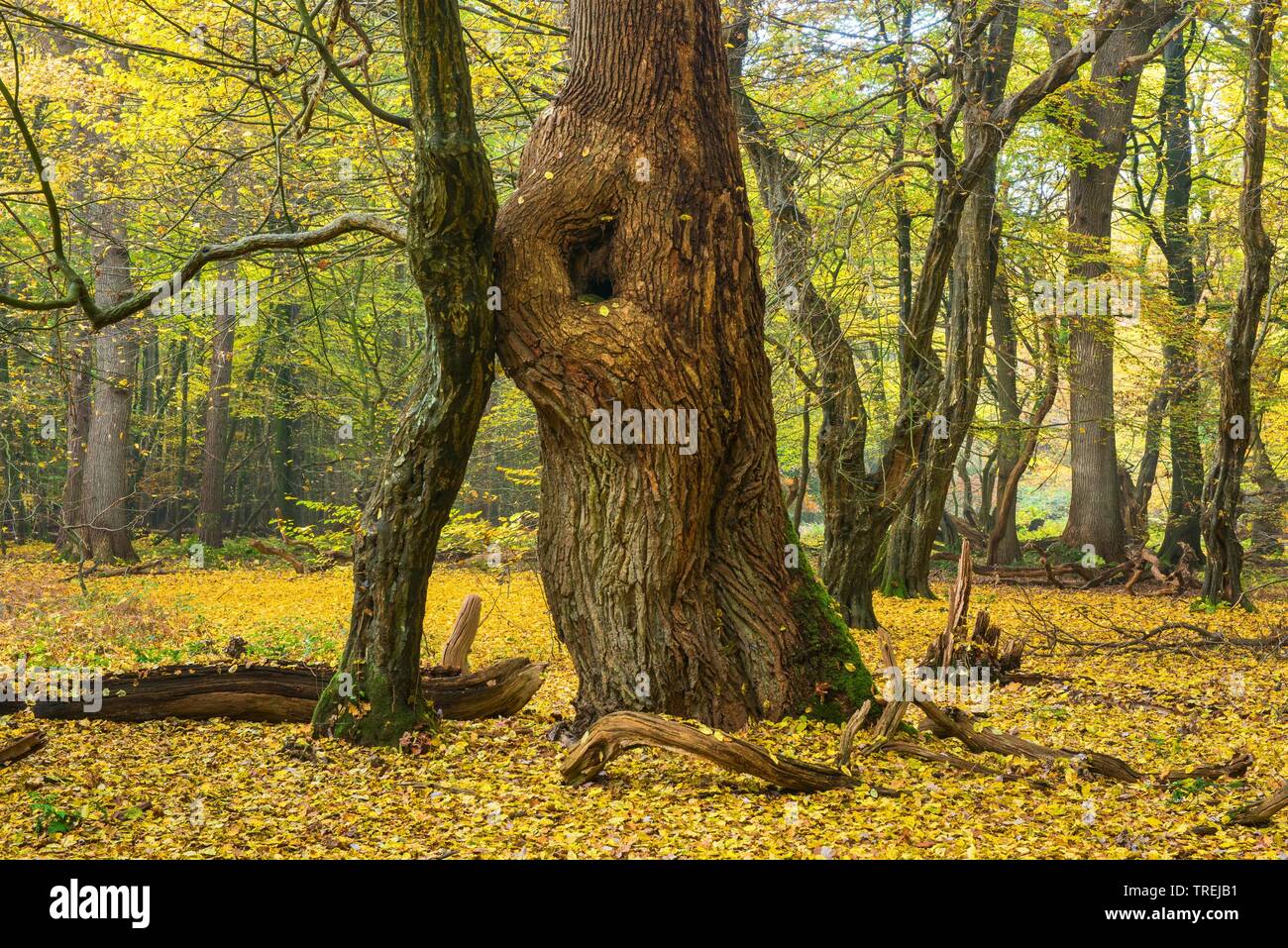 Bosque nativo Baumweg con árboles viejos, Alemania, Baja Sajonia, Emstek Foto de stock