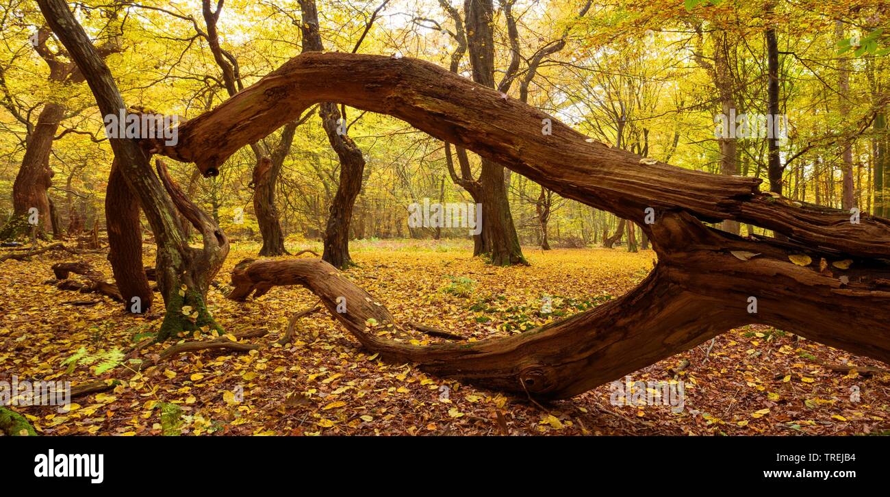 Bosque nativo Baumweg con árboles viejos, Alemania, Baja Sajonia, Emstek Foto de stock