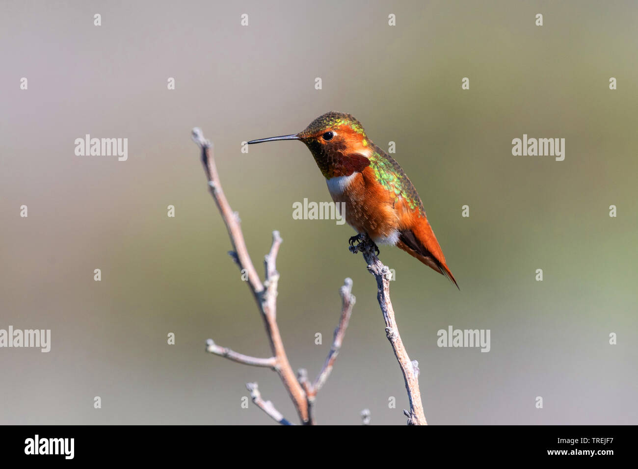 Allen (colibrí Selasphorus sasin), macho en una rama, California, Estados Unidos, Crystal Cove State Park, Irvine Foto de stock