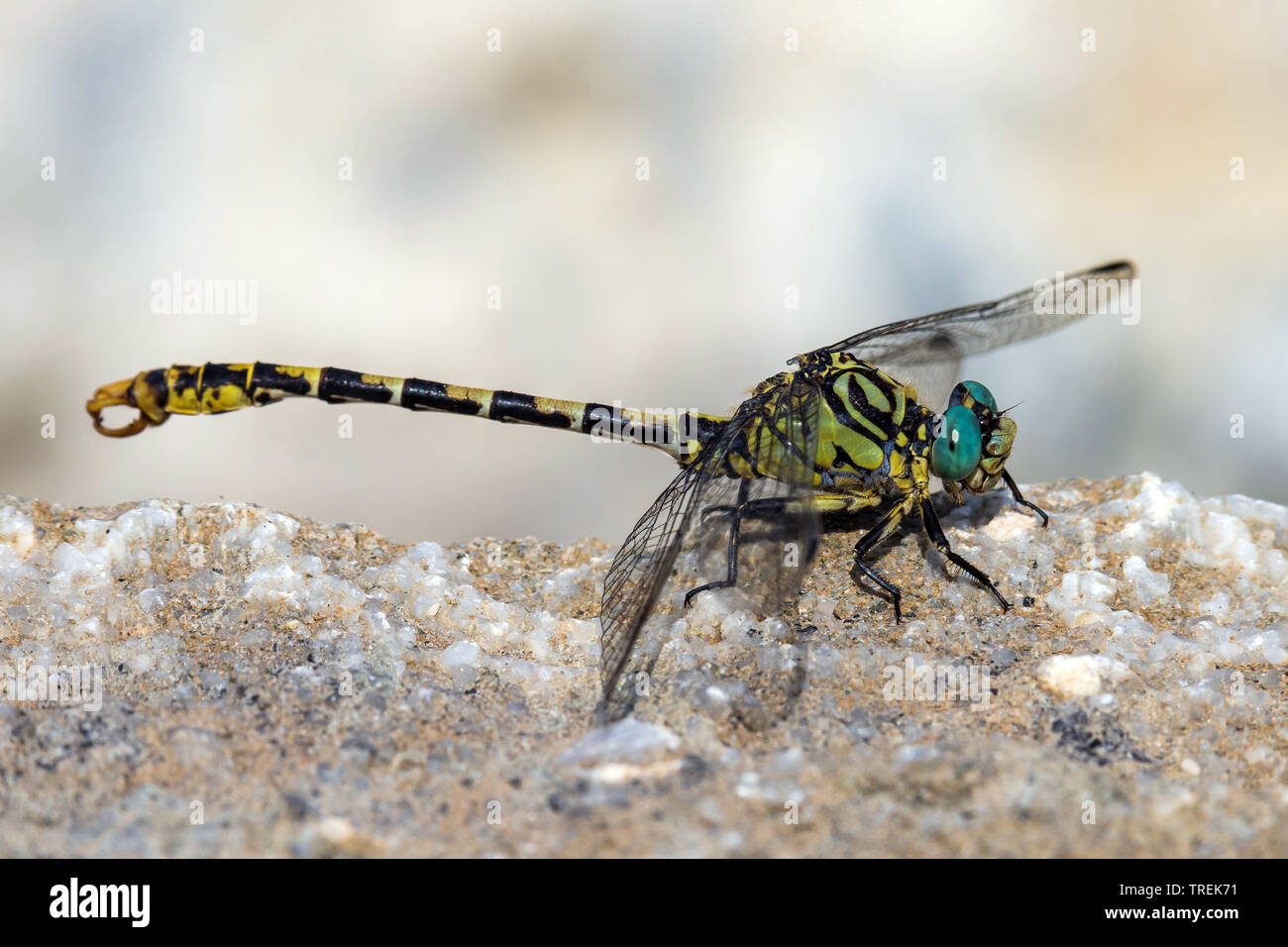 Green-eyed hook-tailed dragonfly (Onychogomphus forcipatus), macho, vista lateral, Italia Foto de stock