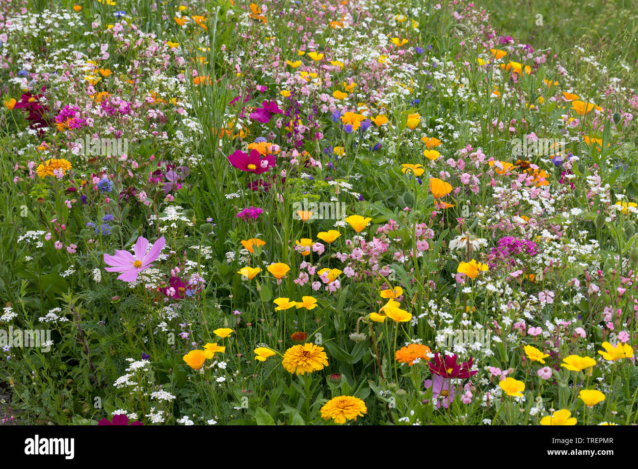 Wildblumenwiese Wildblumen-Wiese Blumenwiese,,,,, Blumenmischung Blumenmischung Wildblumen 'Werratal', Insektenschutz, wildflower meadow Foto de stock