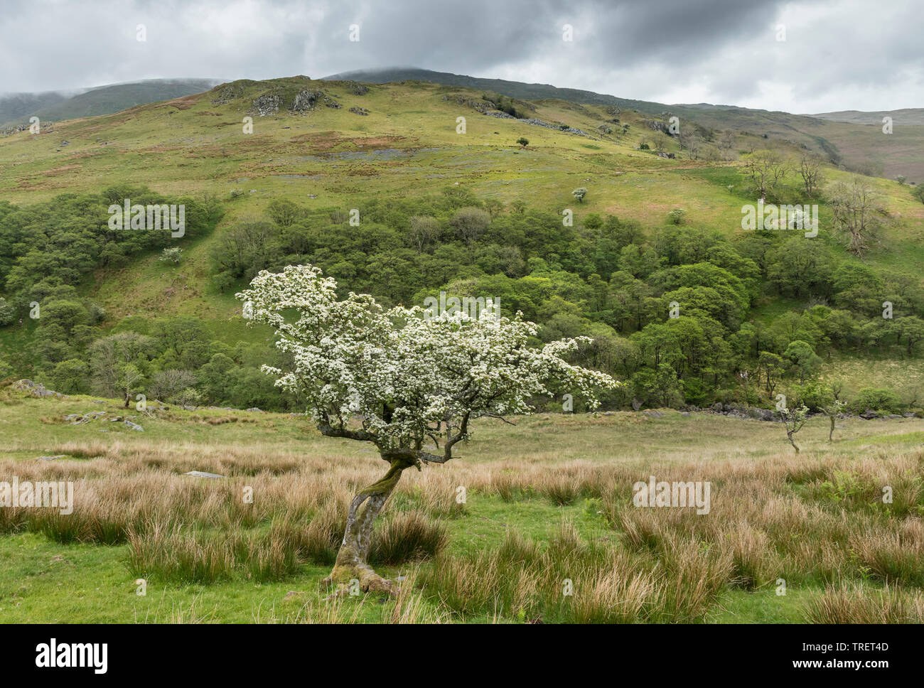 Floración Espino debajo de la colina de Troutbeck lanza, Lake District, Cumbria, Reino Unido Foto de stock