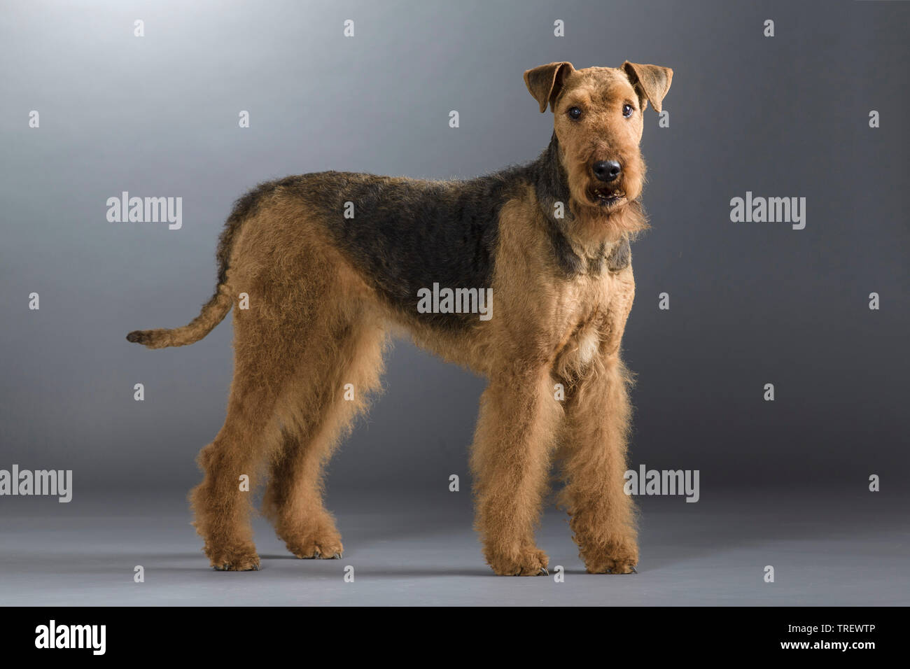 Airedale Terrier. Permanente de adultos. Studio picture contra un fondo gris. Alemania Foto de stock