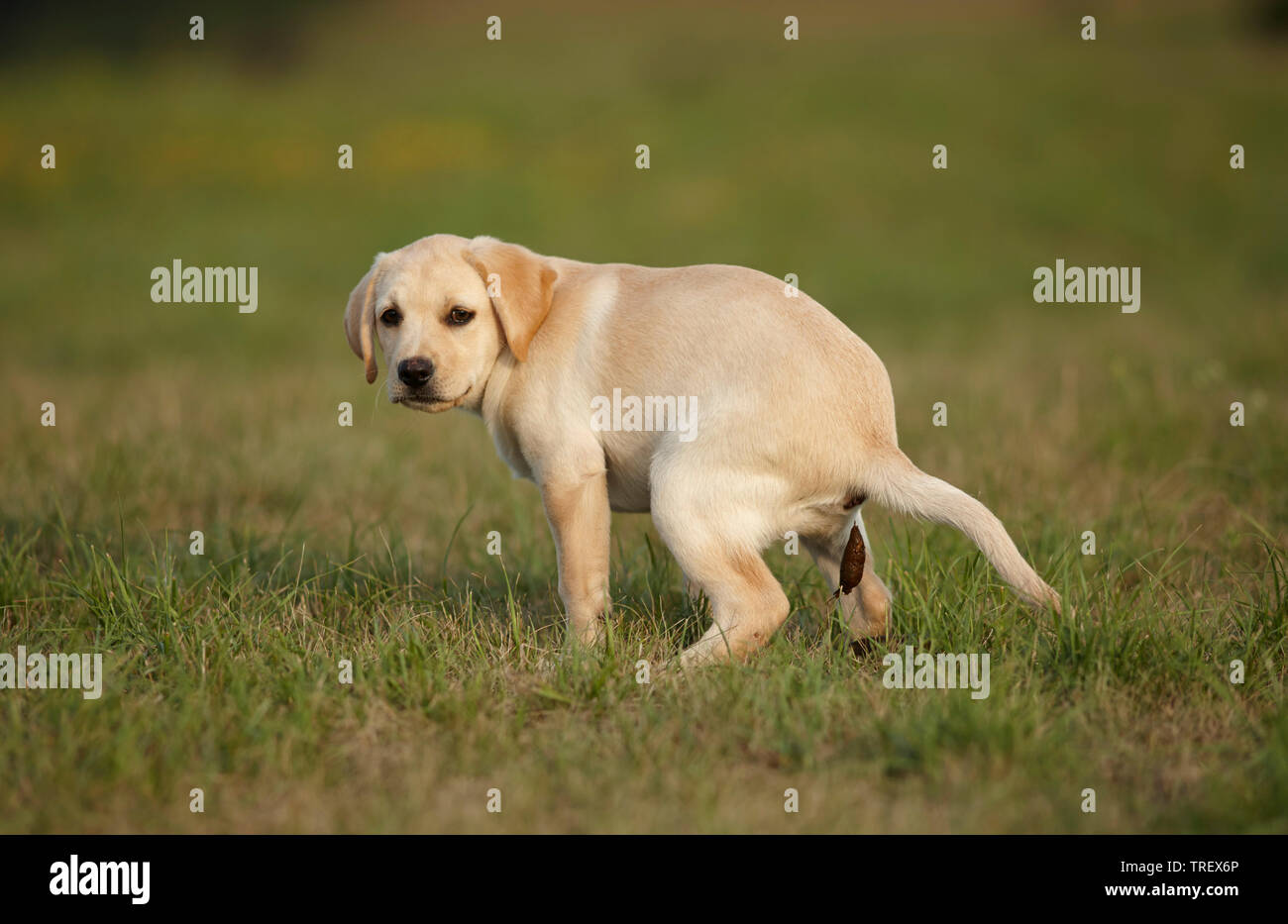 Labrador Retriever. Cachorro defeca. Alemania Foto de stock