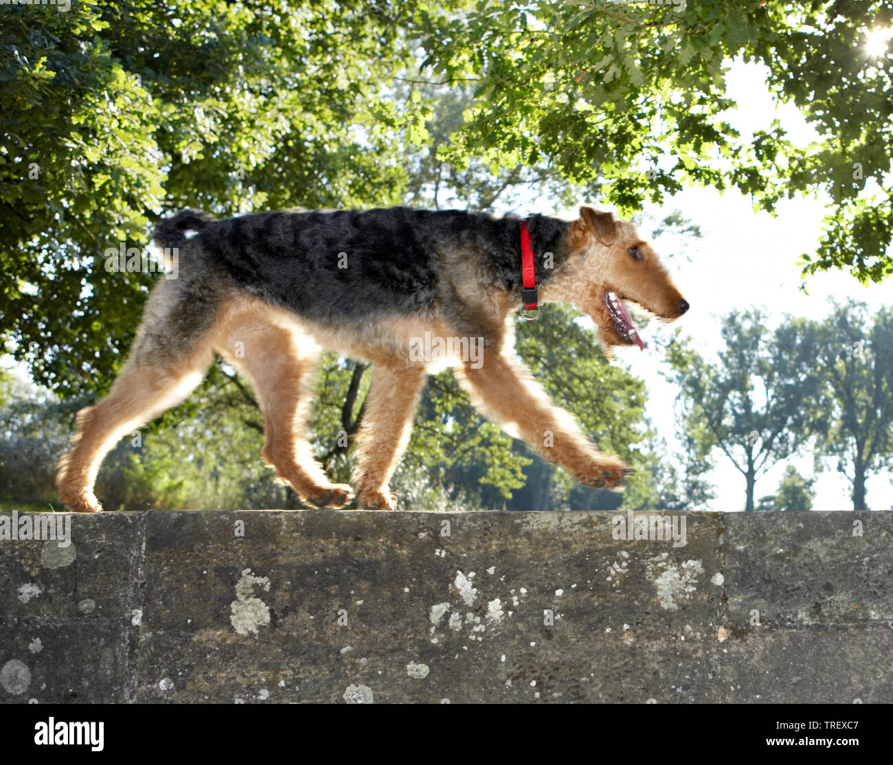 Airedale Terrier perro adulto caminando sobre una pared. Alemania Foto de stock