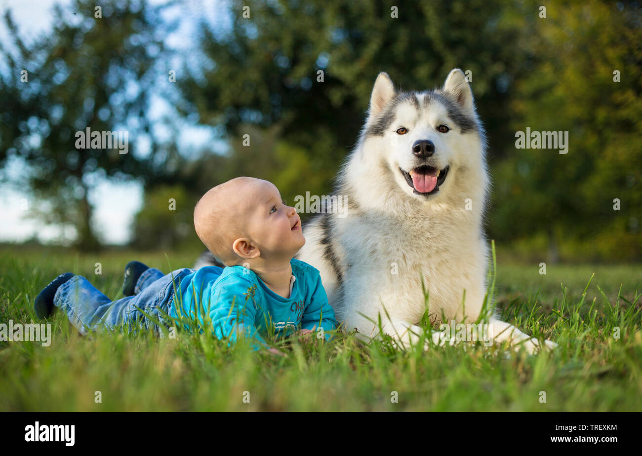 Bebe Husky Fotos E Imagenes De Stock Alamy Bebe Husky Fotos E Imagenes De Stock Alamy