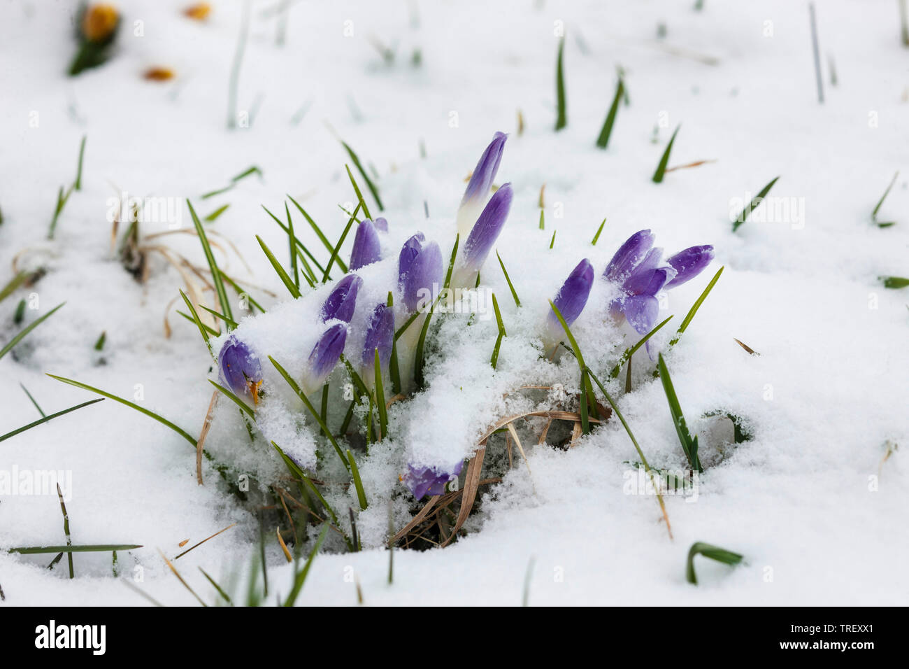 Crocus (Crocus vernus), flores azules en la nieve. Alemania Foto de stock