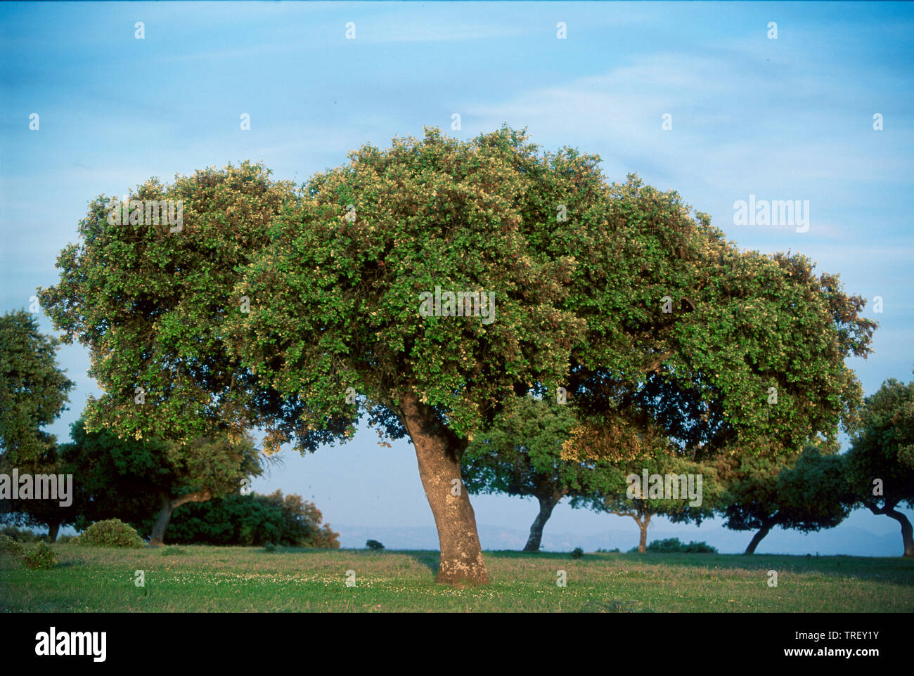 Pendulate, Inglés de roble (Quercus robur). Árbol solitario en verano. Alemania Foto de stock