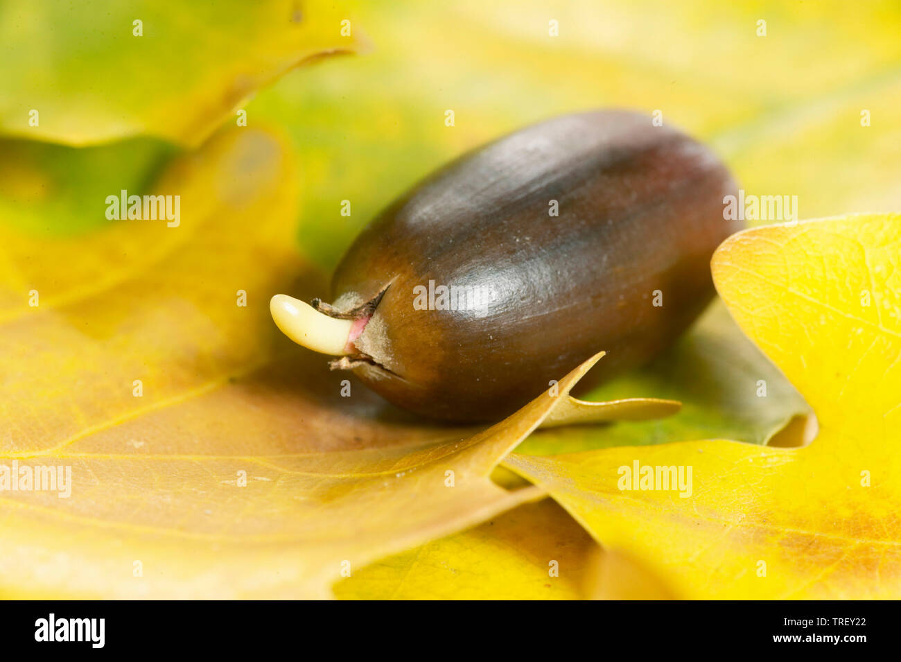 Inglés roble común, roble (Quercus robur). Acorn germinando en hojarasca en otoño. Alemania Foto de stock