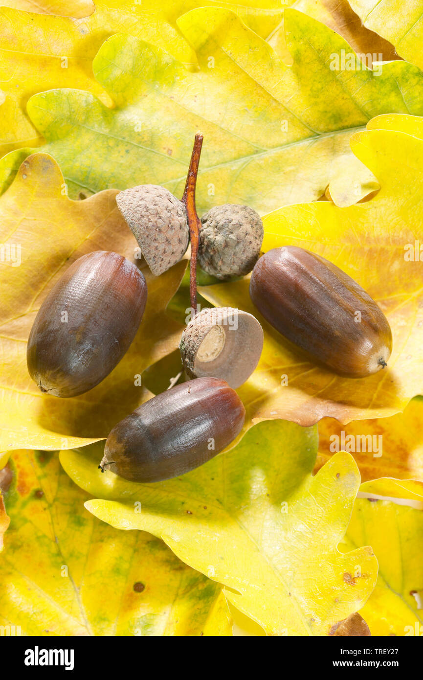 Inglés roble común, roble (Quercus robur). Acorn en hojarasca en otoño. Alemania Foto de stock