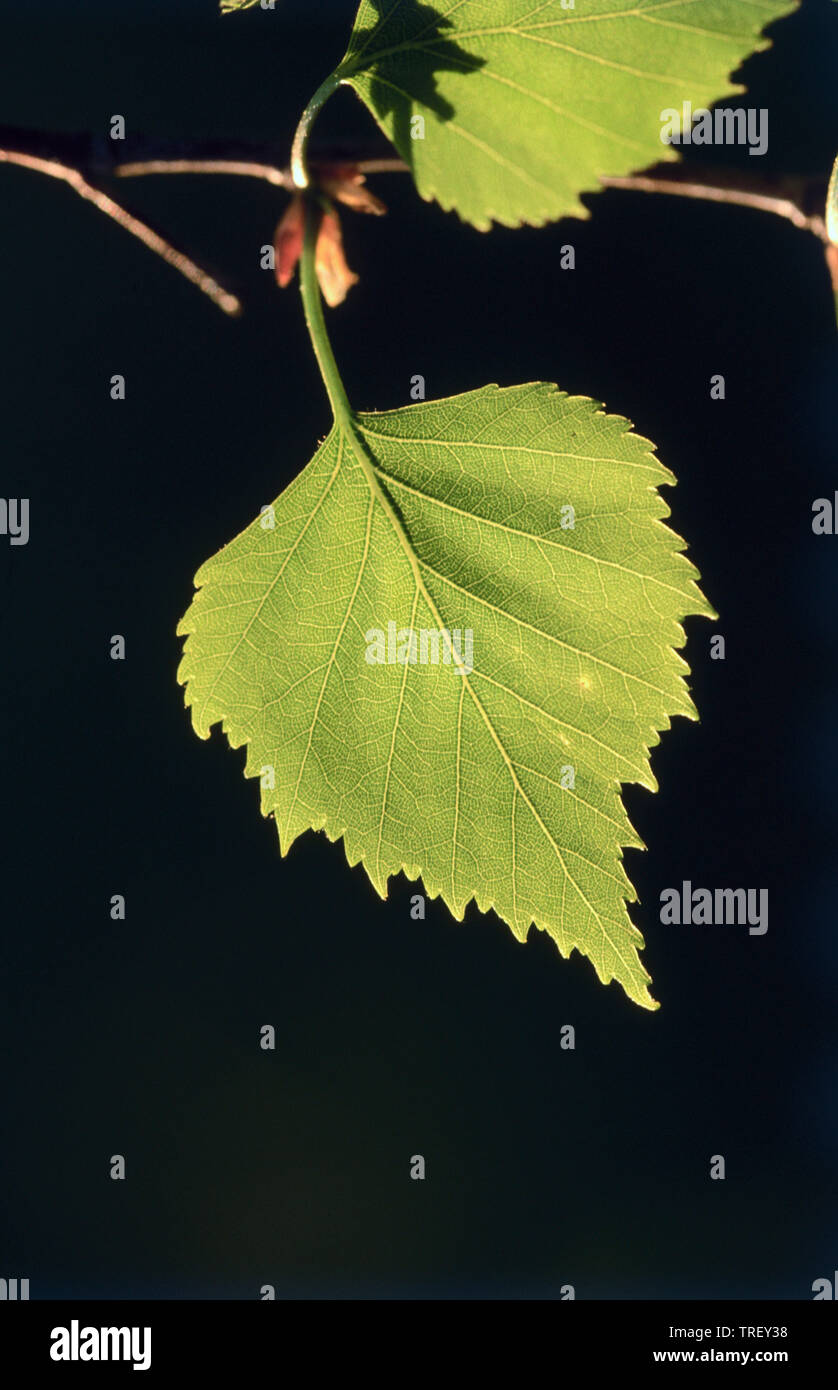 Unión Abedul blanco, Plata abedul (Betula pendula), hoja sobre una ramita. Alemania Foto de stock