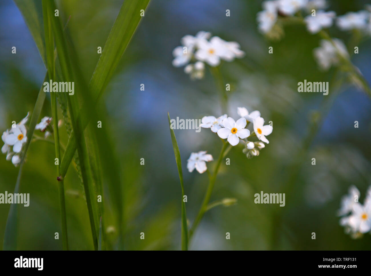 Hermoso no me olvides casi blanca con flores azules en heno de alta  Fotografía de stock - Alamy