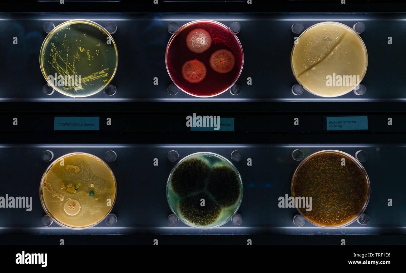Placas de Petri con Staphylococcus aureus, aspergillus, blakesla arachidicola trispora cruce. Foto de stock