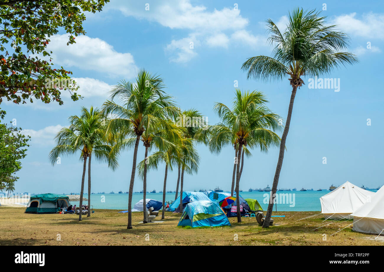 Carpas entre cocoteros a lo largo de East Coast Park camping, de Singapur. Foto de stock