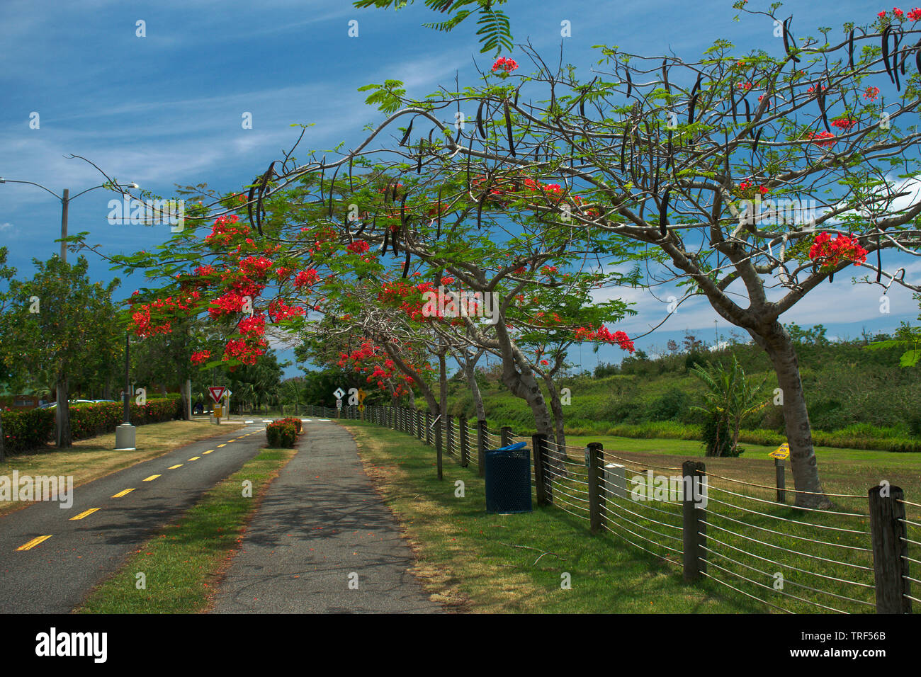 Bayamon, puerto rico fotografías e imágenes de alta resolución Alamy