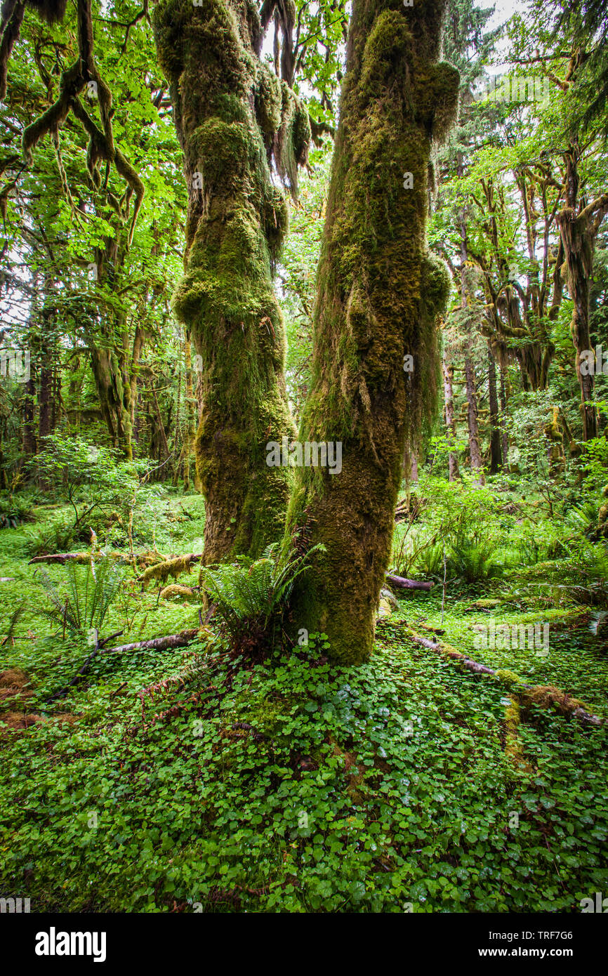 Un tronco de árbol cubierto de musgo en el Bosque Tropical Quinault, Olympic National Park, Washington, EE.UU. Foto de stock