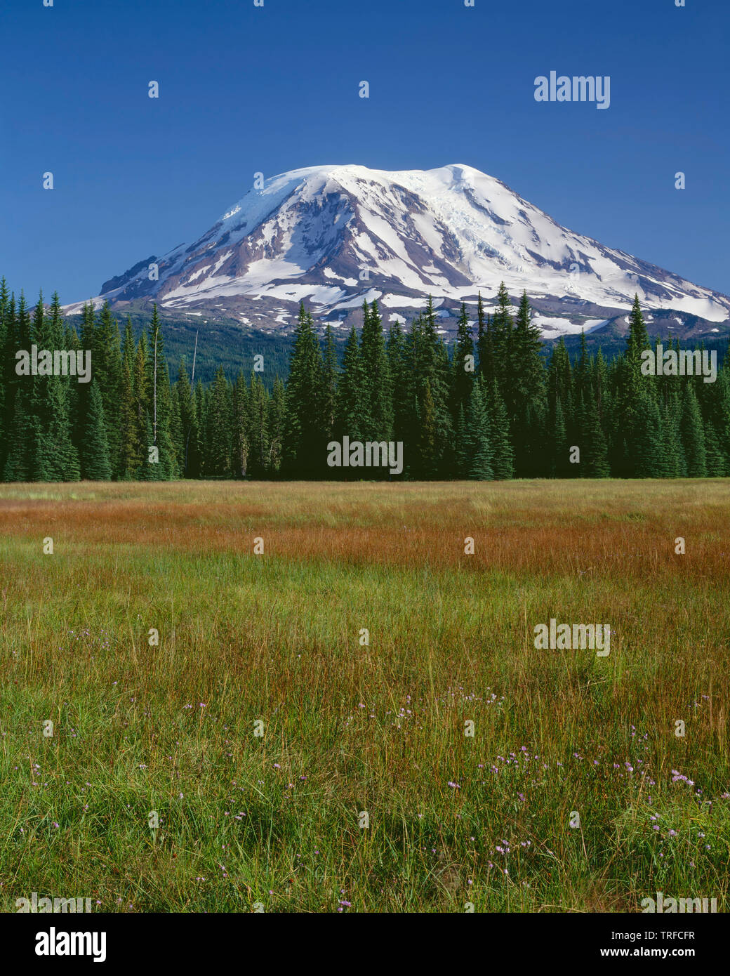 Ee.Uu., Washington, Gifford Pinchot National Forest, lado noroeste de Mt. Adams encima de coníferas y césped a prados fangosos en el Mt. Adams Wilderness. Foto de stock