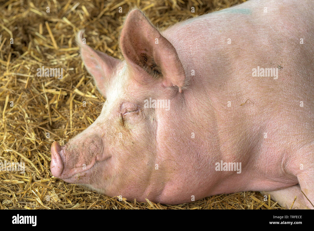 Cerdo durmiendo en pigpen en heno, animales de granja domésticos adultos descansan en la pocilga Foto de stock