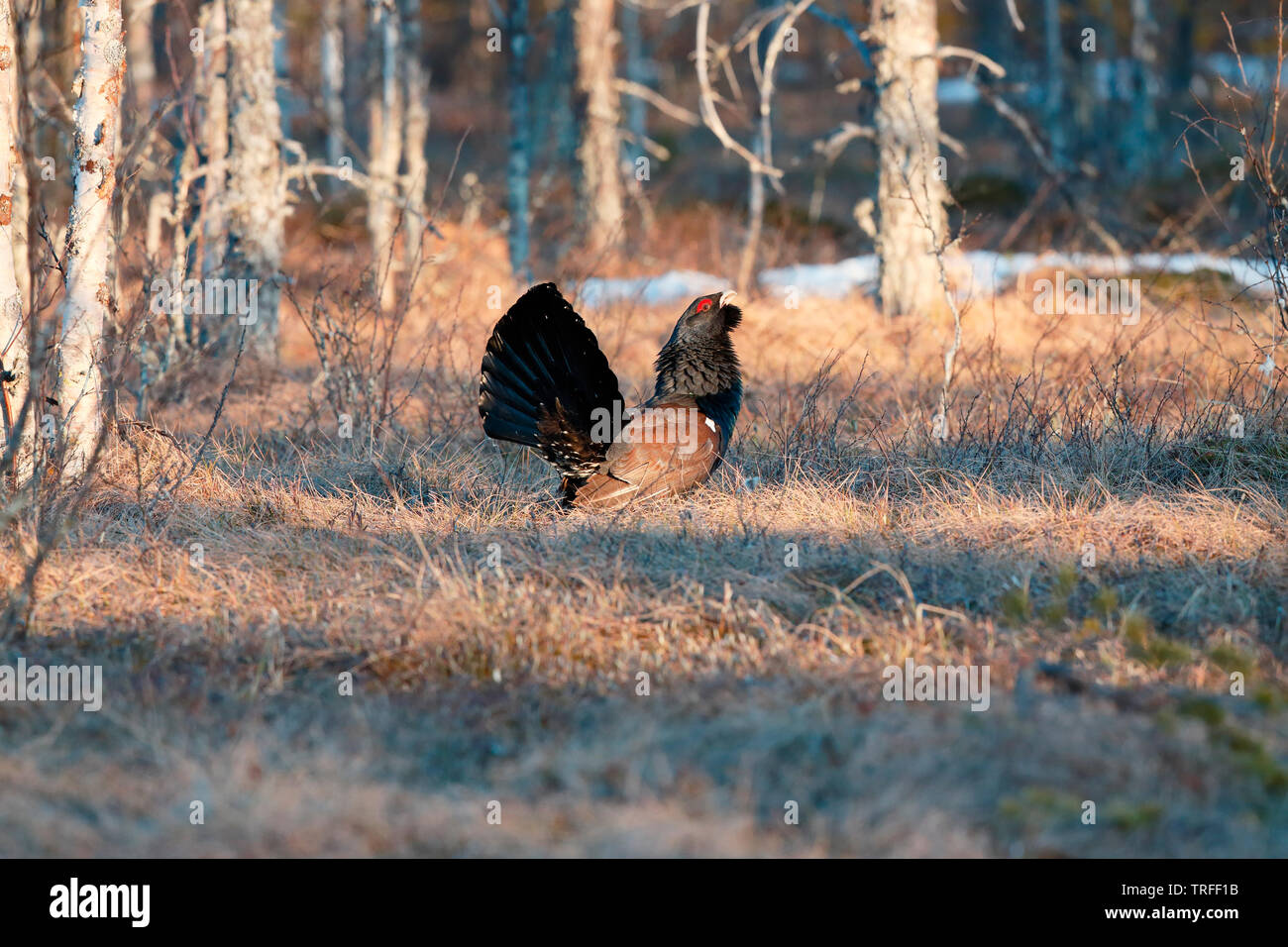 [Urogallo Tetrao urogallus] - Kuusamo, Finlandia Foto de stock