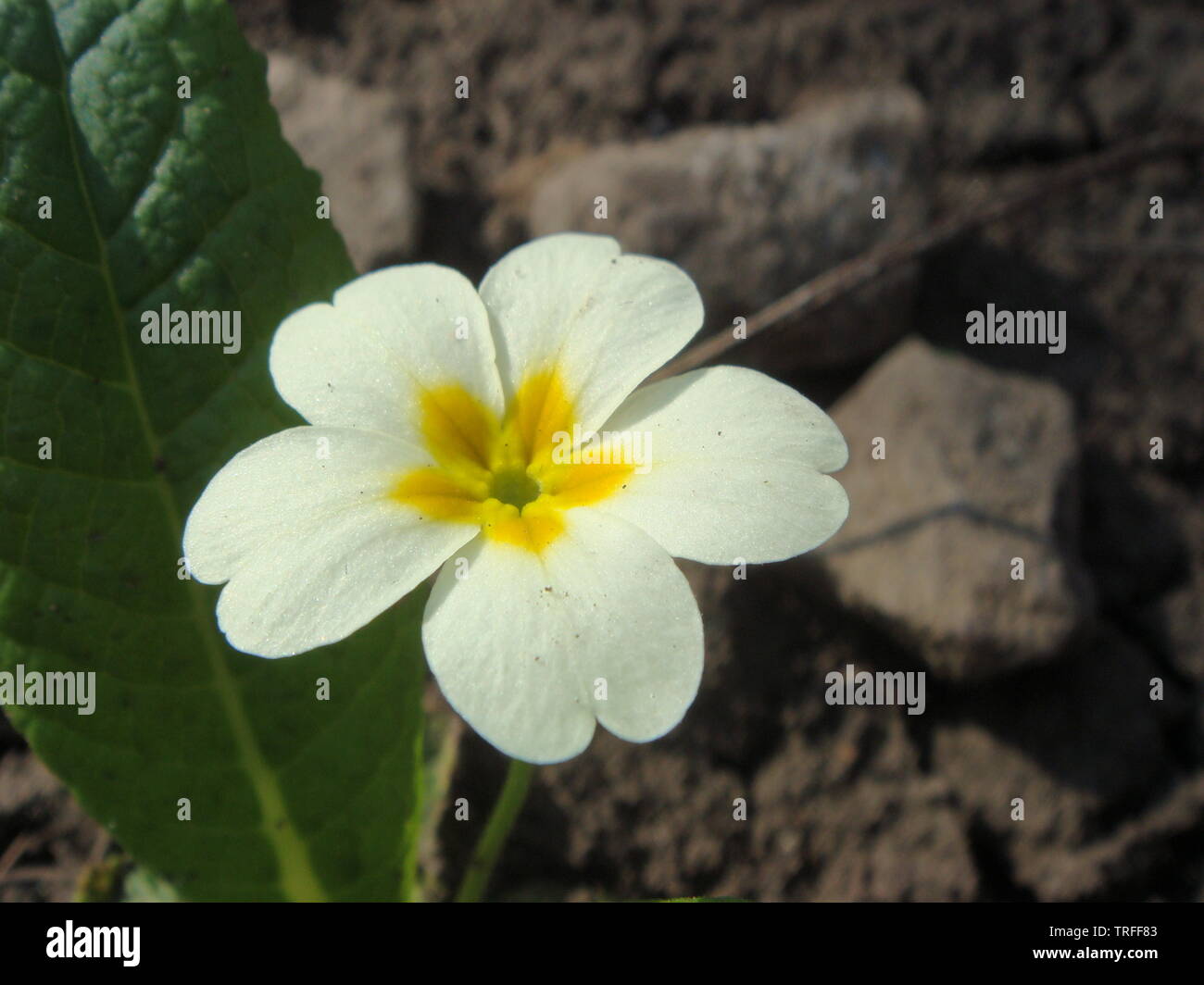 Flores blancas de las prímulas (Primula vulgaris) o inglés primrose primavera florecen en el jardín. Delicados pétalos y estambres que atraen a las abejas la ga Foto de stock